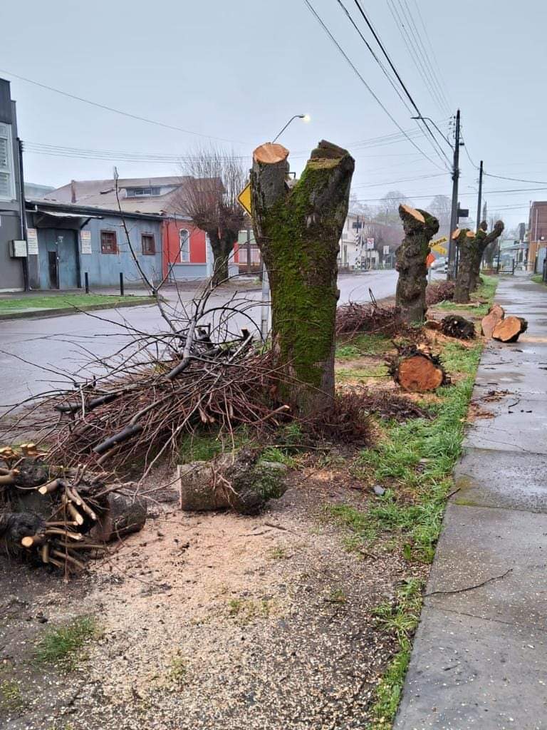 PiensaPrensa's tweet photo. Denuncian PODA/MUTILACIÓN de árboles en la comuna de la Lautaro. ¿Que explicación tendrá la @MuniLautaro?
 Vía @JosanDiazAgurto https://t.co/rIGHxPzhr7