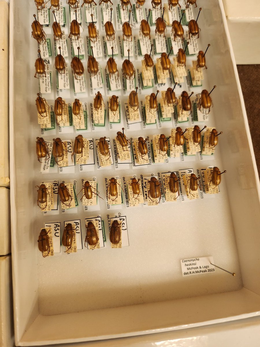MicrolepiLee's tweet photo. Fun Friday curating #asuhic Coenycha group (Scarabaeidae) collection by digitizing specimen records! Updating the scientific names and the determined sexes. Huge thanks to Ron McPeak!!! https://t.co/Dym75H9azt