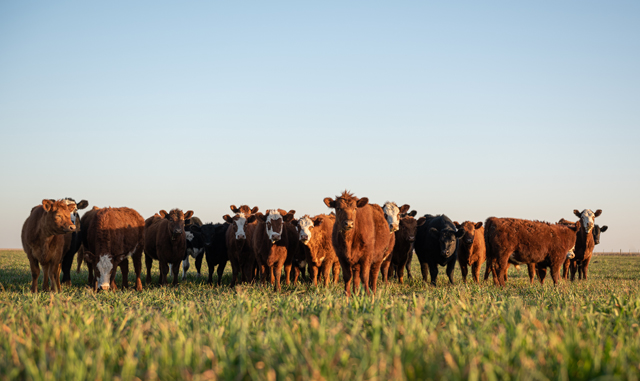 NTFRMagazine's tweet photo. Cattle can be infected with a variety of GIN. Most do not cause issues unless husbandry practices are poor. However certain GIN have been associated with disease. READ MORE: https://t.co/Ato0SN11RW https://t.co/Nygl78Vzwe