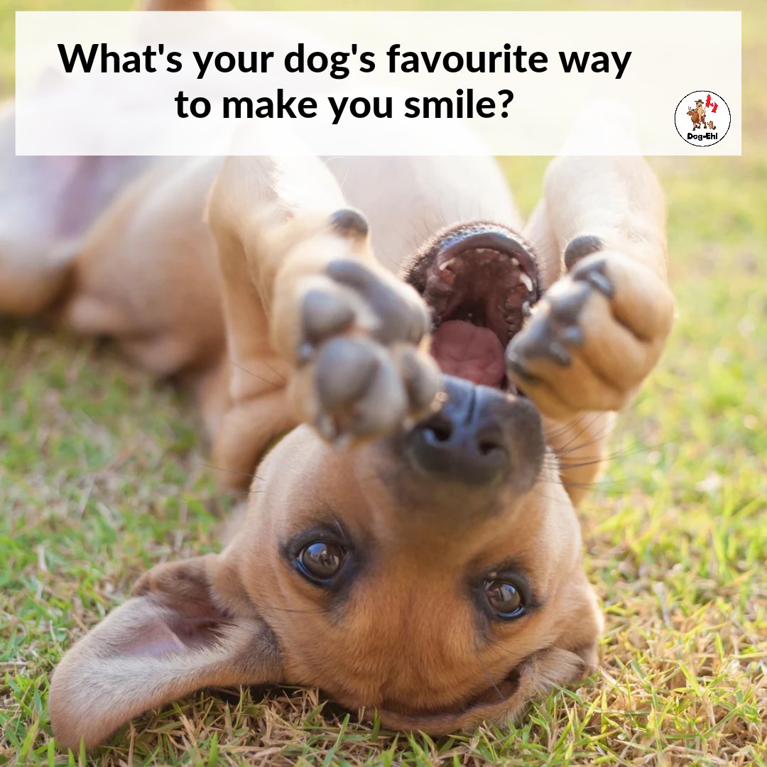 Tell us, what's your dog's favourite way to make you smile? Is it the silly zoomies, the adorable head tilt, or the endless snuggles? Share your heartwarming stories 💛🐶 #doglove #sharethejoy #heartwarmingstories #smilewithyourdog #dogstories #dogmsiles #dogquestion #dogeh