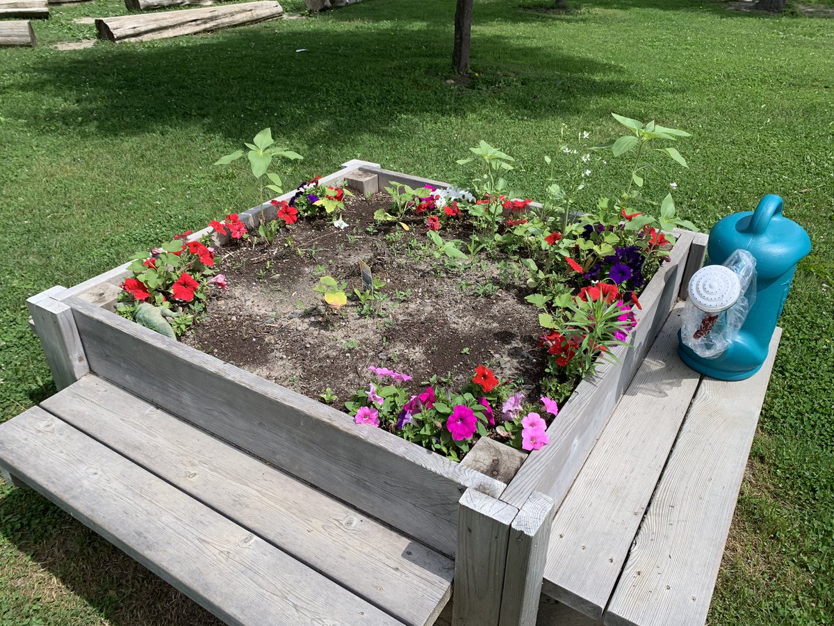 The other gardens are also doing very well!! @StIsidoreOCSB