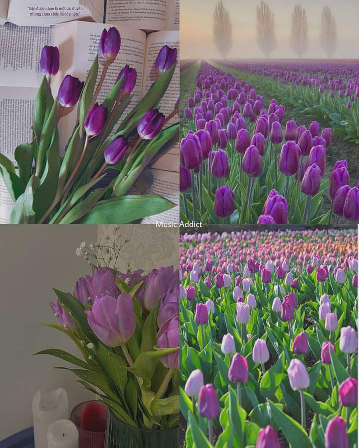 Embrace the beauty of serenity with these stunning purple tulips. Nature's calming masterpiece. 💜 Purple tulips because I miss you💜🌷#PurpleTulips #Nature'sBeauty #SweetDelights #PureJoy #America #Zaporizhzhia #UnitedStatesofAmerica #NATO #Palestinian #Palestine #vicepresident