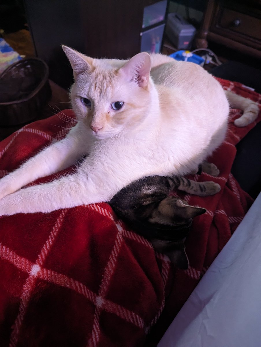 latkitten's tweet image. Latke parenting Protib: babey cannor go cracy if your lay on her
