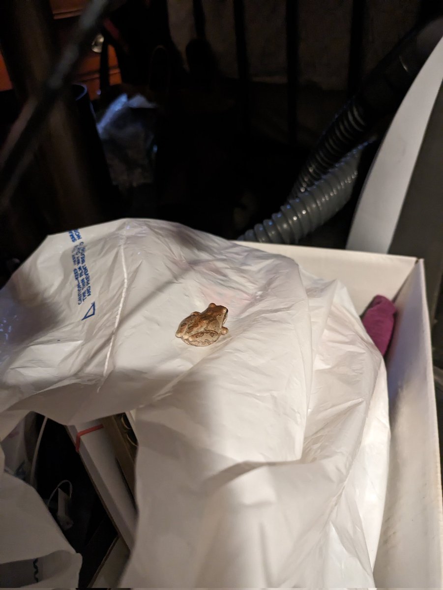 sealsonthemoon's tweet photo. So I found that frog last week that had gotten lost in my room, then last night I find this????? Another frog in the same exact spot I found the first frog??????? https://t.co/fTVU7fYi9r