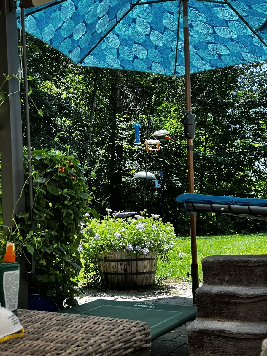 AidaraRose's tweet photo. Please my yard is literally an oasis https://t.co/OMFlRo0VhI