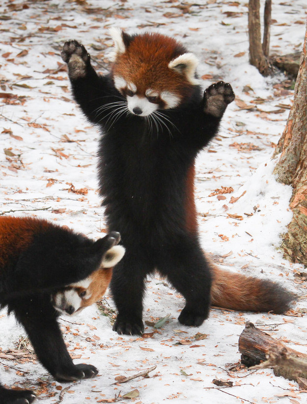 Red Panda Every Hour! tweet media