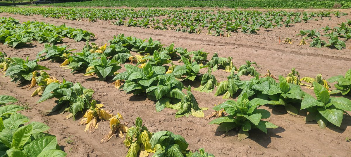 My tobacco trials are coming along. Black shank is definitely making its appearance.