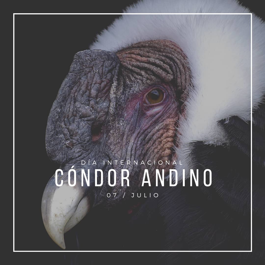 Hoy es el Día Internacional del Cóndor Andino. 
El Cóndor Andino (Vultur gryphus) es un buitre que puede hallarse en la Cordillera Andina desde Colombia hasta Chile en sitios con fuertes corrientes de aire, se alimenta de la carne de animales grandes que ubica con el olfato.