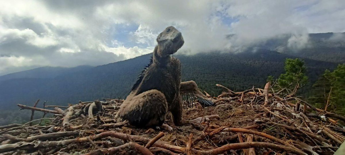 112 Comunidad de Madrid tweet media