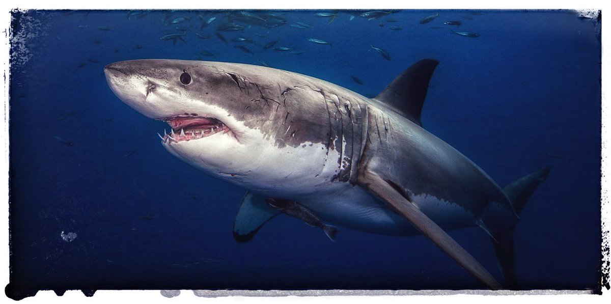 CharsieLux's tweet photo. In honor of Shark Week happening in July, this month’s theme is: When Sharks Attack!
Tell me, what are some of your favorite horror shark films? 🦈 💀 🌊 🏖️
#shark #sharks #SharkWeek #WhenSharksAttack #horror https://t.co/Ajujnbbih4
