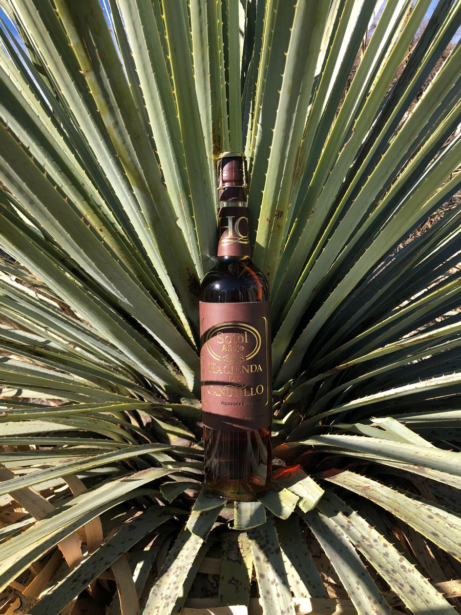 La recomendación para este martes 11 de julio: sotolito <a href="/SotolHC/">Sotol Hacienda de Canutillo</a>  El Entremés por viveradio.mx y en FB 😘🥰🎋

Les esperamos de 1 a 2 pm. ¡Se va a poner muy bueno!