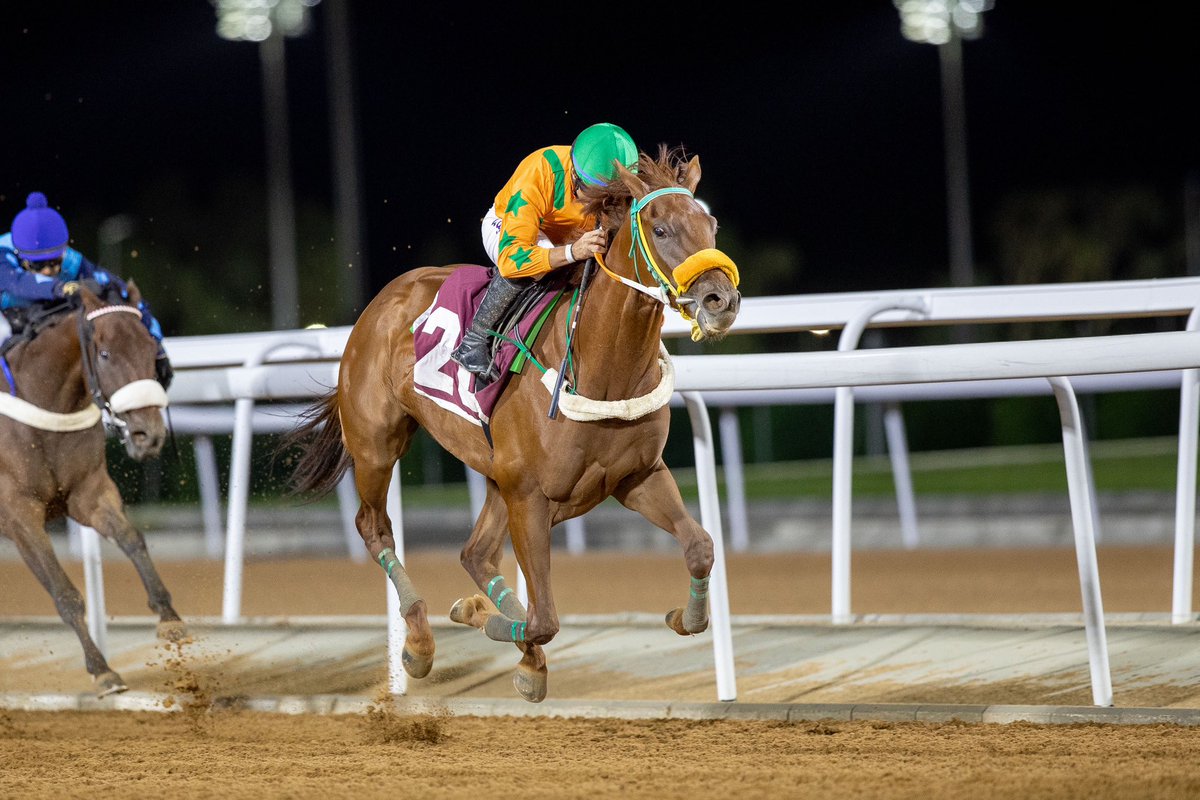 JockeyClubSA_EN's tweet photo. Two for the Wigman! ✌️

🥇 SATI (Gormley) breaks his maiden in style in R8 for Sultan Abdulrahman M.Alammaj. 

#TaifSeason | #SaudiRacing https://t.co/Z0KRziDKOn