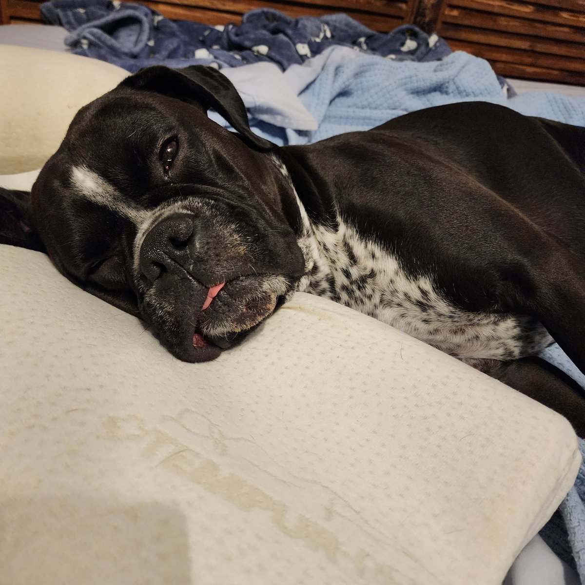 Always keep one eye open and your tongue out for proper napping skills