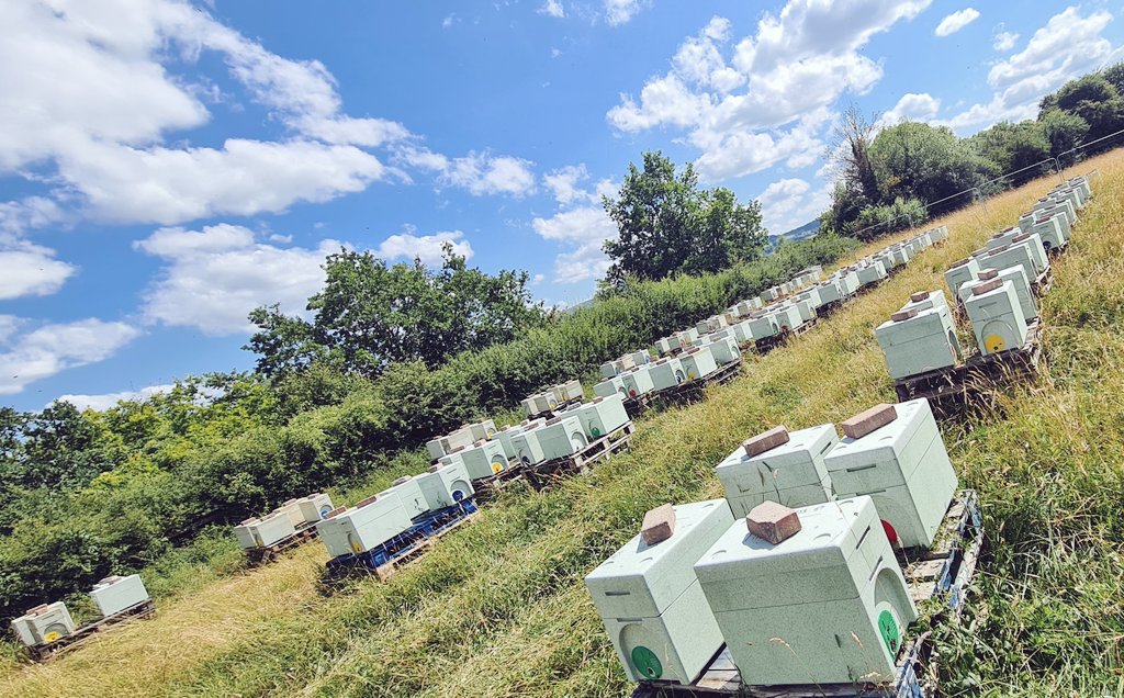 BSHoneyBees's tweet image. And that's it! All Nuc yards now full and building to Overwinter. These will be ready to order 1st October with Collection / Delivery available April 2024. Another milestone in the season for us, a big relief nearly 700 nucs later 😳😃.
#beefarm #beefarming #Beekeeping #beekeeper