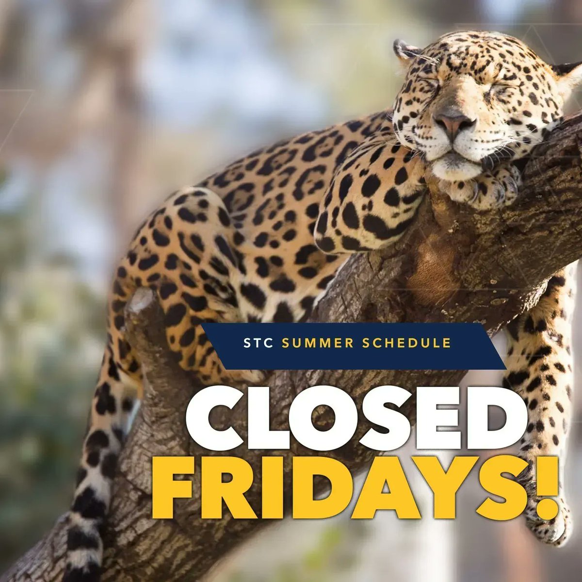 Hi there, Jaguars!
Just a reminder..., every Friday this summer, STC will be closed. 
See you on Monday!

#STCcares #STCcommunity #STCfamily #STCpride #STCjaguars