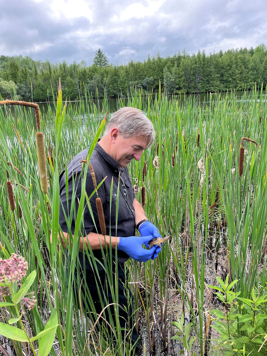 This morning my team and I were able to participate in the release of 13 baby turtles from the Mother I saved last year 🐢Thank you, <a href="/OntarioTurtleCC/">Ontario Turtle Conservation Centre</a>, for an amazing experience and for all of the work you do.