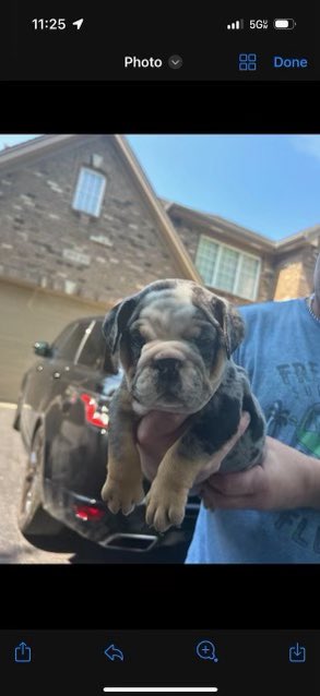 ORausei44's tweet photo. After Dixie died my parents said they were never going to get another dog. I told them I give them 6 months before they cave. 
8 months later they get two. 
Suckers https://t.co/hGFPjFXZpP
