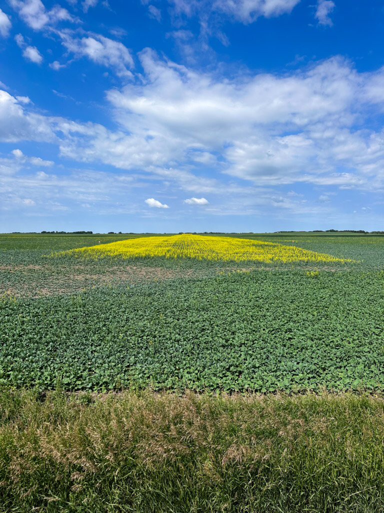 I wonder where the plot is?? Super cool to see this! 🌼🌼🌼

We are looking at DK903TF vs competitor

#skag #canola #justfarming