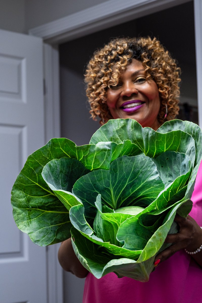 🌱🥬 Prepare to be amazed! Feast your eyes on the biggest cabbage we've ever seen, straight from the Haven Peace Garden! 🌿🌼
#giantcabbage #gardening #GreenThumbMagic