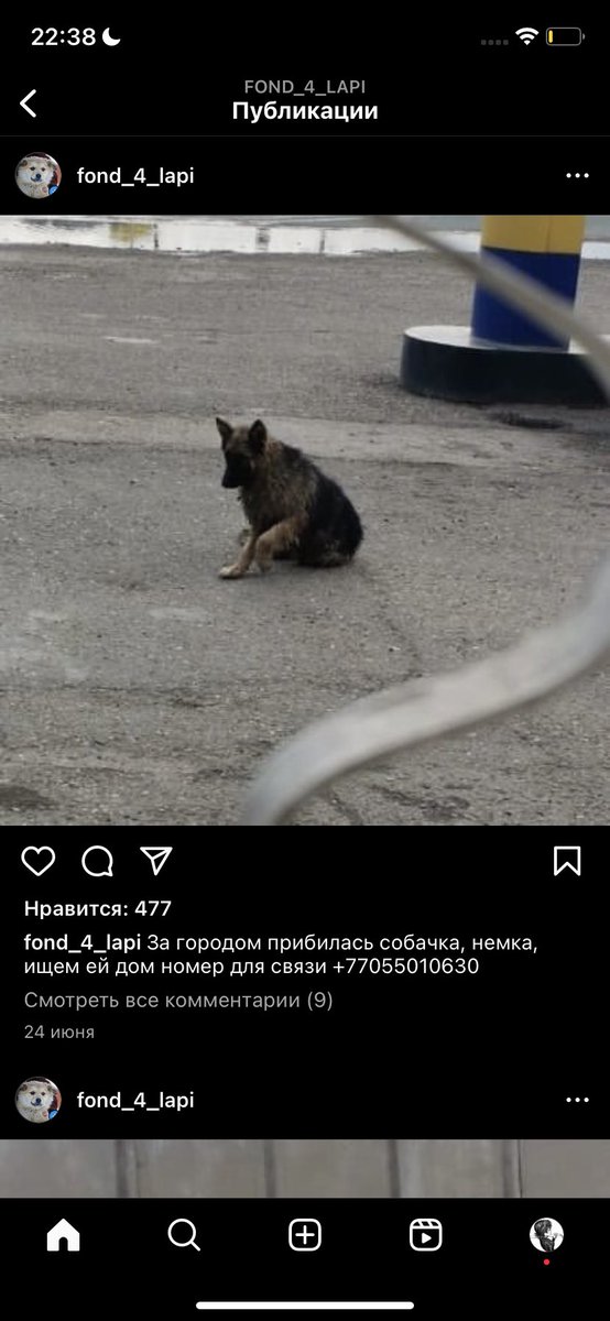 feyilssty's tweet photo. На самом деле, это так страшно, что так происходит с ними каждый божий день. Кто то,выбрасывает их с крыши,собаки гоняются за бедными котами и кошками, отрывают уши,глаза все что есть у бедных животных.Если даже мы жестокие к друг другу, хоть будьте добрее к животным. https://t.co/v2dZcw0vBm