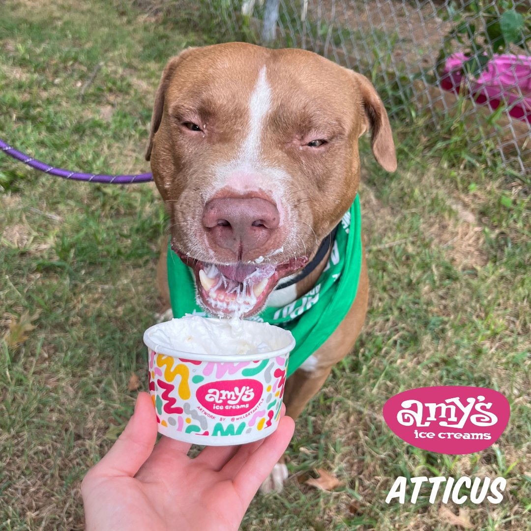 AmysIceCreams tweet picture