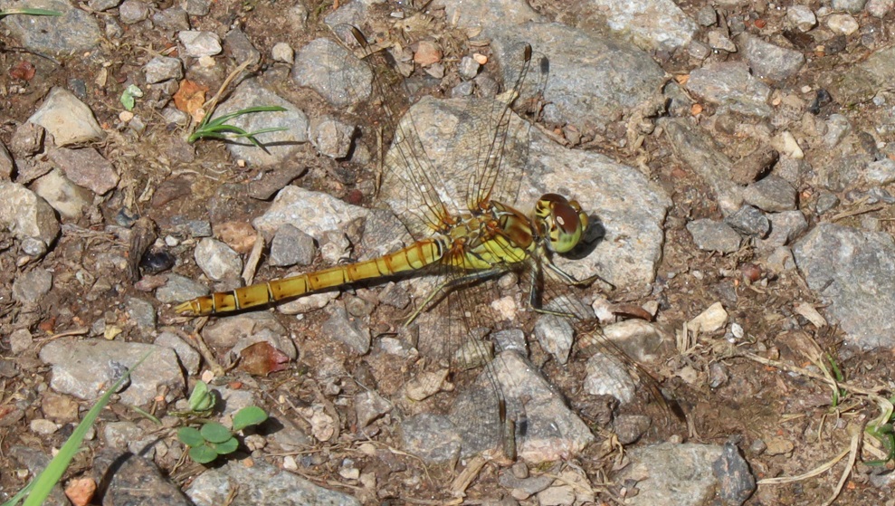 petersketch's tweet photo. Yesterday I went to @WiltsWildlife Ravensroost Wood to look for butterflies, but as it's #DragonflyWeek23 I could hardly ignore this Common Darter which posed so nicely for me. https://t.co/Bhk1ysCN4A