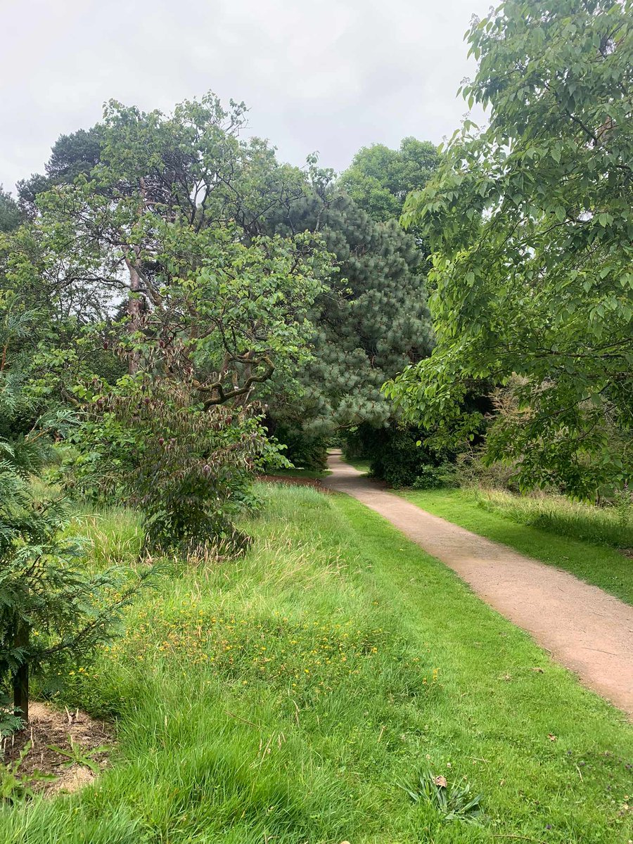 iten_ucc's tweet photo. Yesterday we explored the beautiful @Fotahouse arboretum and @coilltenews Farran Forest Park. We weren't successful in dodging the rain, but it was great to visit some potential sites for our Irish Tree Explorers Network
#TreeExplorers https://t.co/x5sZ52xu6U