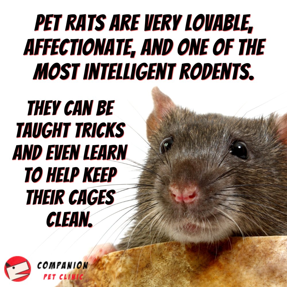 Rats are very smart! Have you ever had a pet rat? 🐀

#CompanionPetClinic #NorthPhoenix #veterinarian #petrat #loverats #rat #petratsrule