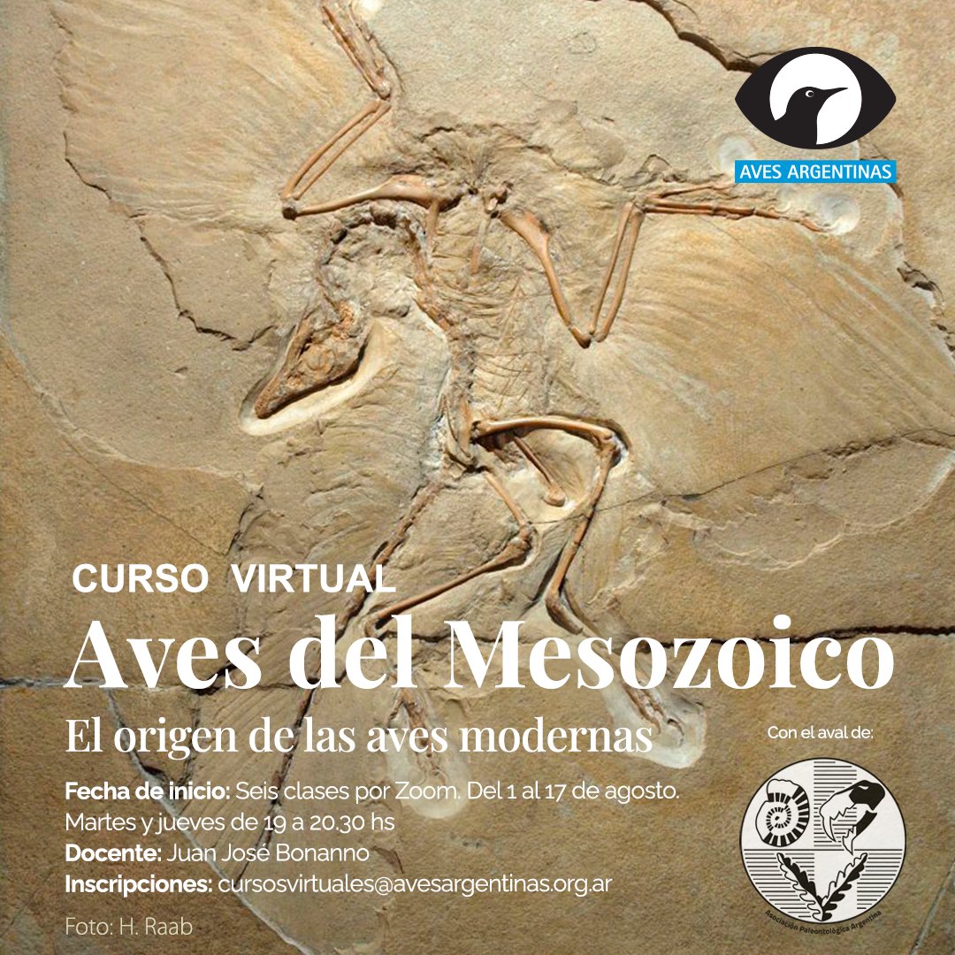 AvesArgentinas's tweet photo. 🪶 ¿Ya te inscribiste en el curso virtual Aves del Mesozoico? 🐦

📌 Del 1 al 17 de agosto, de 19 a 20.30 hs

📌 Docente: Juan José Bonanno @jjbonannod 

📌 ¡Si sos socio de la @Apaleontologica  tenés 20% de descuento!

📌 Más info👇

https://t.co/bCiPuXIWxn https://t.co/Kj2OtbUxIx