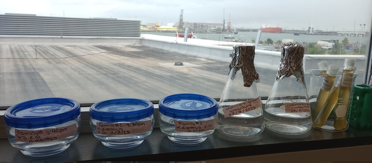 Friday of culturing #worms and algae :-)  Good things are happening