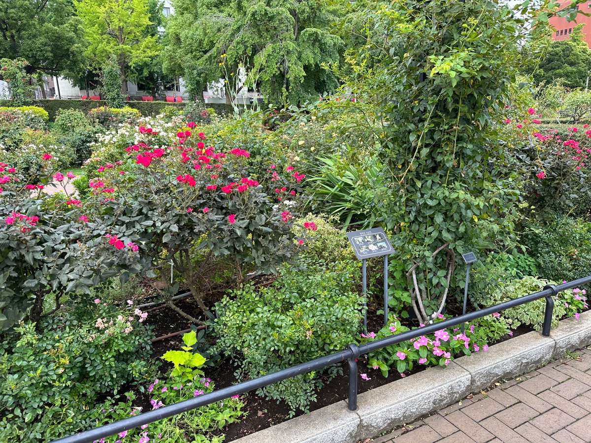 jspccs2023's tweet image. 学会ラン最終日。
宮本先生ありがとうございました！

本日学会も最終日です。
Enjoy !

#jspccs2023
#パシフィコ横浜ノース