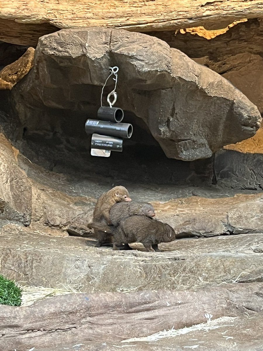 Peter Hansen tweet media