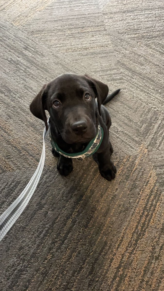 WalkMontgomery's tweet photo. 2 years ago today, Maggie came into our family’s life!! Now she is the size of a small cow. https://t.co/BJQsZdfXiW