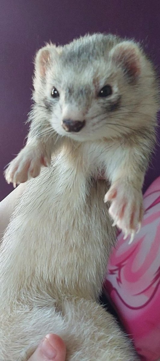 Seel of approval tweet media