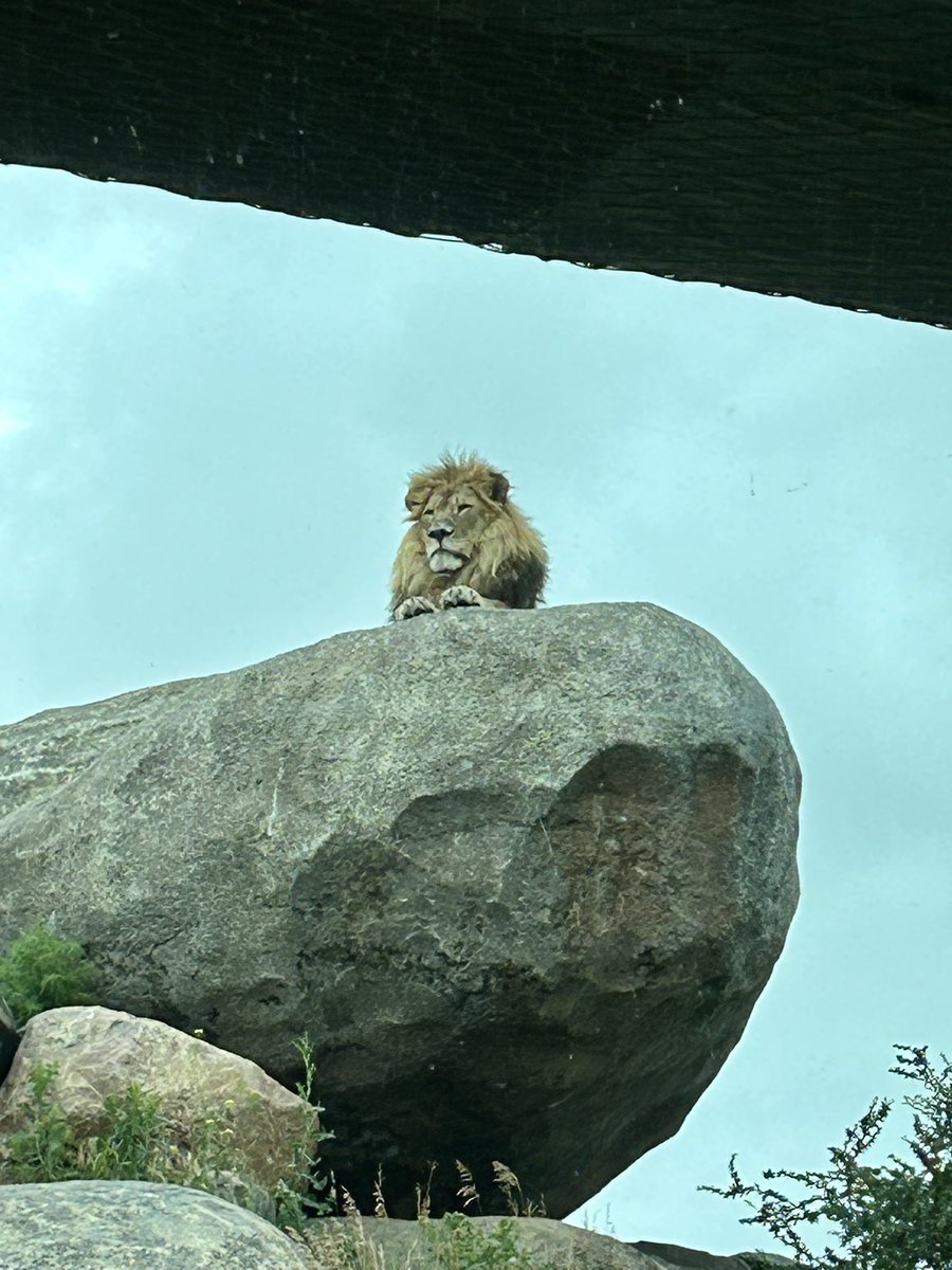 CardinalRedbird's tweet photo. No one:
Literally no one:

Me: “Did you know the Omaha zoo is the number 1 zoo in the WORLD?” https://t.co/V9dojNwUh2