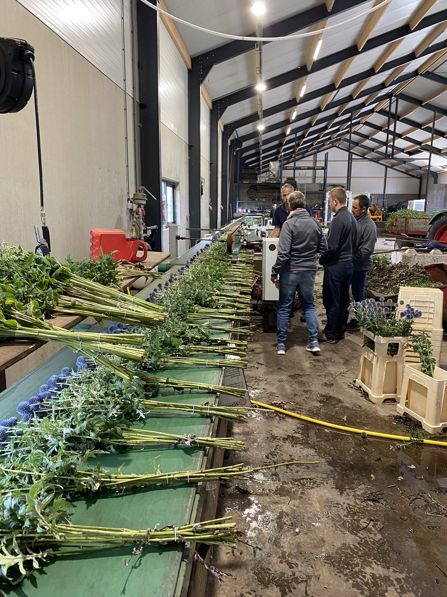 The last day of our Holland trip included a lot of Agri-tourism. One dairy farm had a restaurant where you ate in front of the feed ally. The other picked up elderly folk everyday to spend the day on the farm. Jeroens Oma goes to this farm once a week for the day ❤️