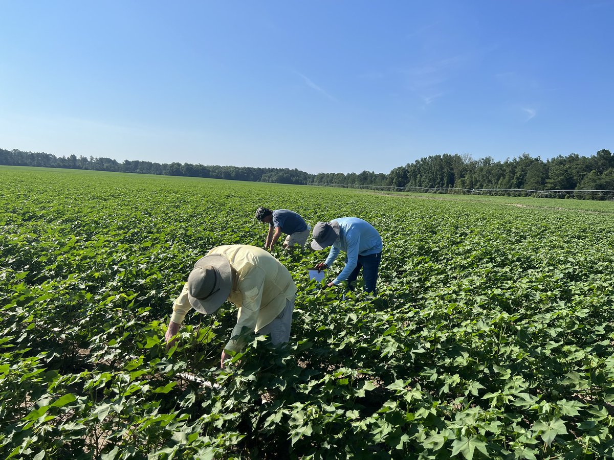 PrecAgEngineer's tweet photo. Data collection in one of our #onfarm #cotton #vrseeding studies today. Excited to put the learned information and technology to use in couple of these fields this year. Thanks to the @GACottonComm for funding, Curt Majeski and @DavisFamilyAg for their collaboration!! #gacotton https://t.co/kvApCfMSL0