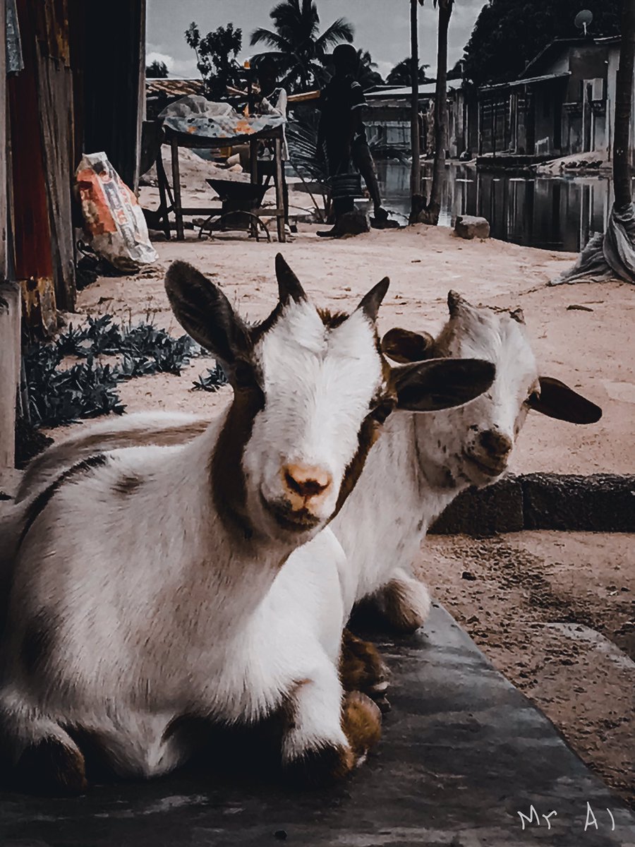 MrAl548's tweet photo. Je me pose aussi la même question : est-ce qu'ils se demandent ce que je fais, ou bien savent-ils et ont-ils simplement pris la pose ? On ne le saura jamais.
#Phoneshoot 📸 https://t.co/ffgdl6T6K1