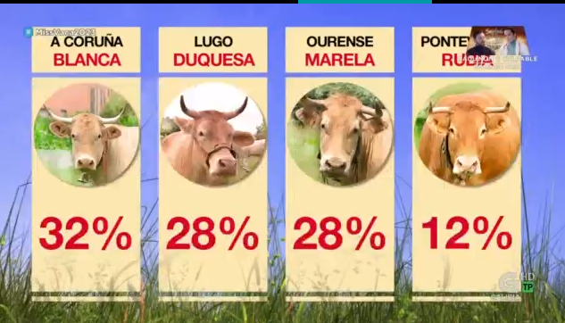 luartvg's tweet photo. Pois si que está reñida a cousa!

#Blanca #Duquesa #Marela 

E os #TeamRubia, a que andades?

#MissVaca2023 https://t.co/wGzsSxHWho