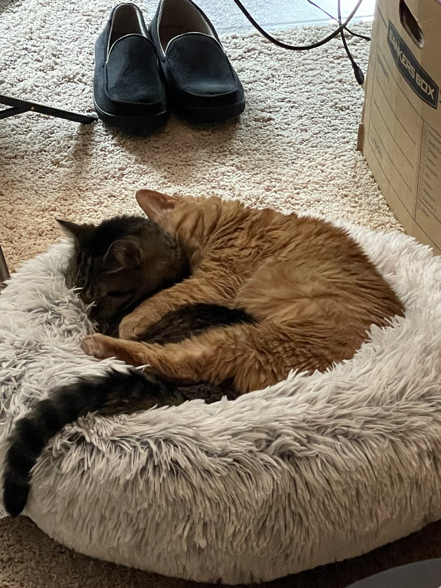alleycatallies's tweet photo. Morris is a sprightly guy even at 14! He plays with toys, jumps easily on furniture and spends time with his brother, Maddox.
But not long ago, Morris' adoptive parents couldn't have imagined him as this bright, active cat--because he was in so much pain from being declawed. https://t.co/2FzDDUJ3c8