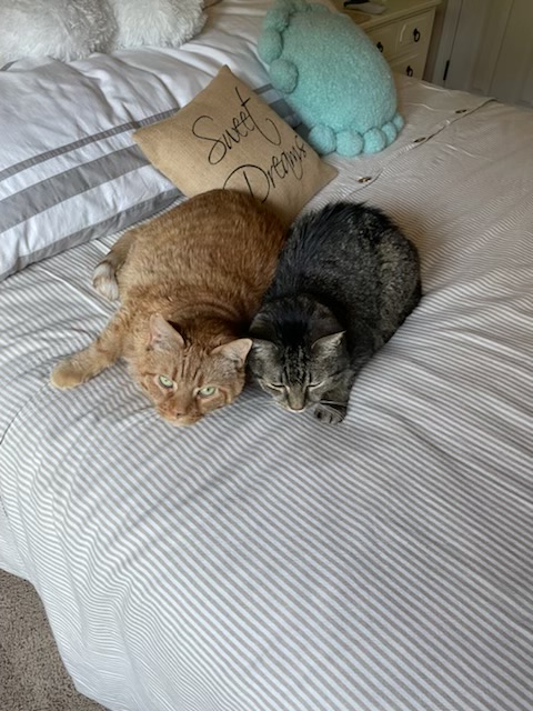 alleycatallies's tweet photo. Morris is a sprightly guy even at 14! He plays with toys, jumps easily on furniture and spends time with his brother, Maddox.
But not long ago, Morris' adoptive parents couldn't have imagined him as this bright, active cat--because he was in so much pain from being declawed. https://t.co/2FzDDUJ3c8