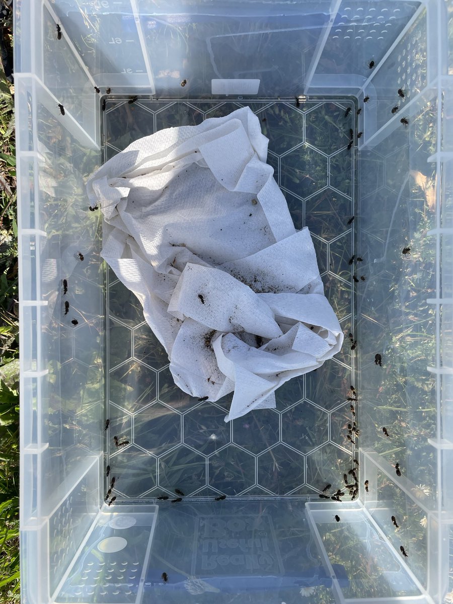 Chris Pull (@chris_pull) on Twitter photo Almost 12 years ago a I started my final year research project with <a href="/sphaerularia/">Mark Brown</a> collecting ant queens...tonight I'm back at it again! Must've collected a good 300-400! Almost 12 years ago a I started my final year research project with <a href="/sphaerularia/">Mark Brown</a> collecting ant queens...tonight I'm back at it again! Must've collected a good 300-400!