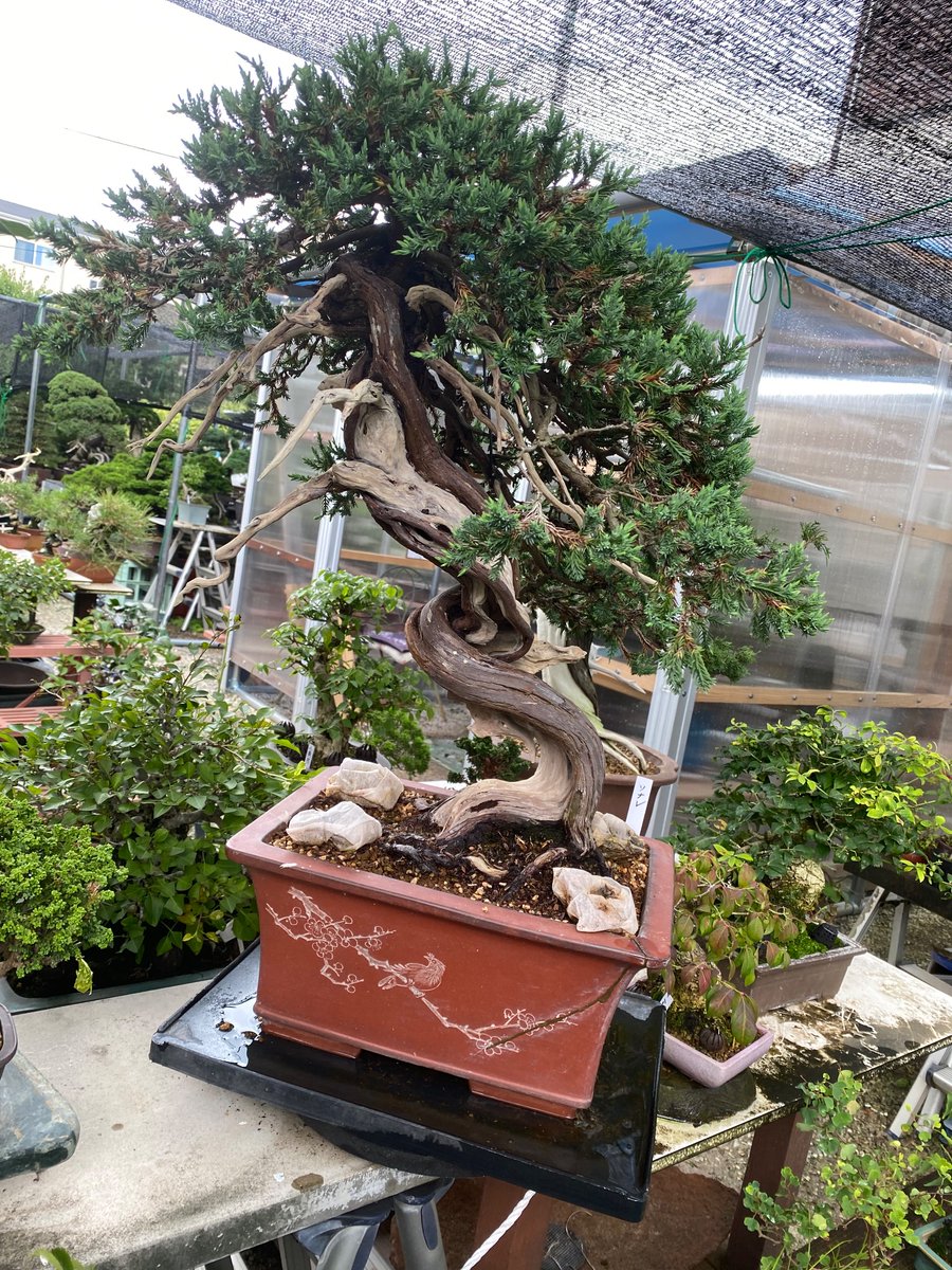 ソナレ盆栽！ □ソナレ Creeping Juniper - 東京盆栽日記～はさみ作りと豆盆栽～