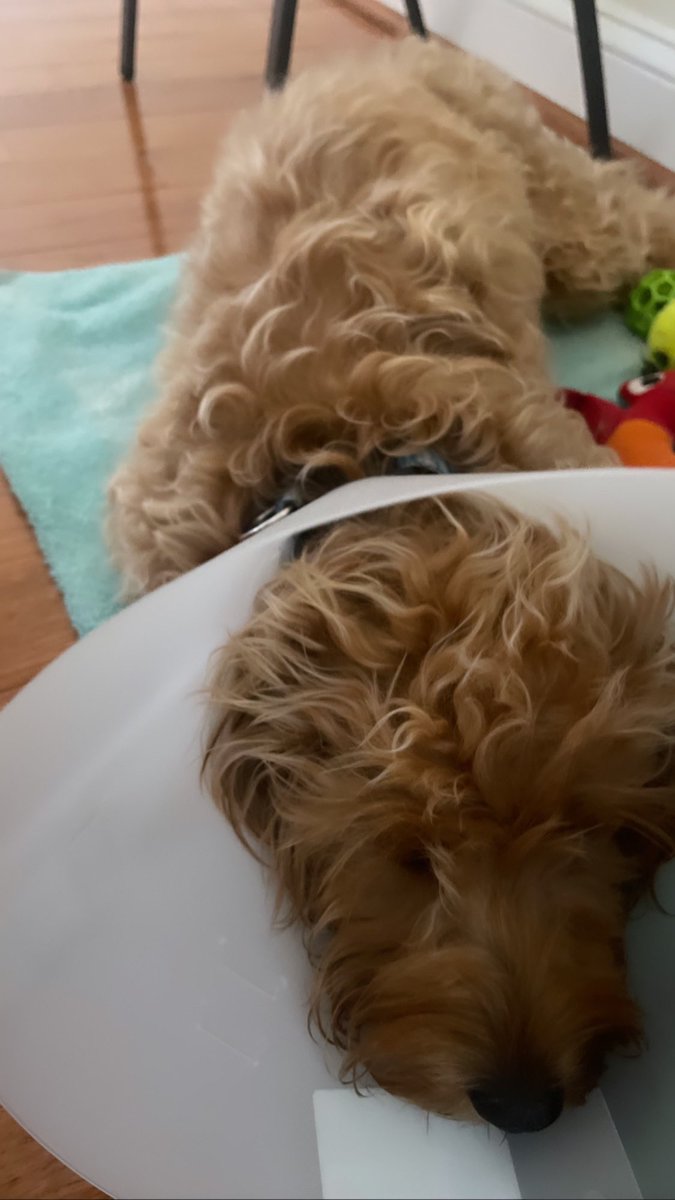 AnnieYuTV's tweet photo. Poor baby. 🥺❤️
Augusta healing after being spayed & microchipped…
#conelife #recovery #minigoldendoodle https://t.co/mCZ0zDQAcf