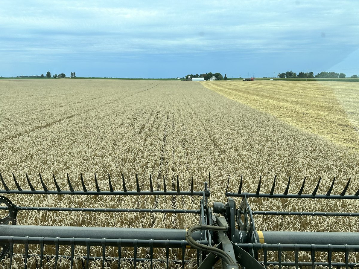 Always a blessing to have kids in the cab!  8 year old Eli running the combine during Central Illinois wheat harvest! #prouddad #wheat #harvest23 #illinois #agriculture #farm