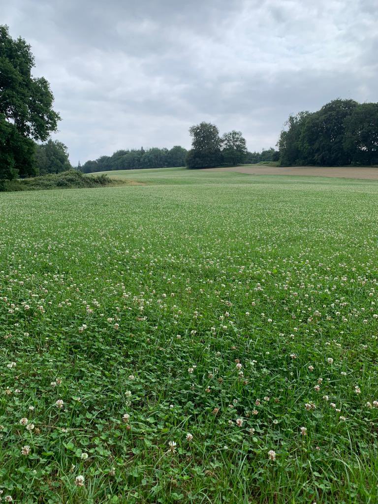 Our bees are enjoying this lovely clover field 🐝