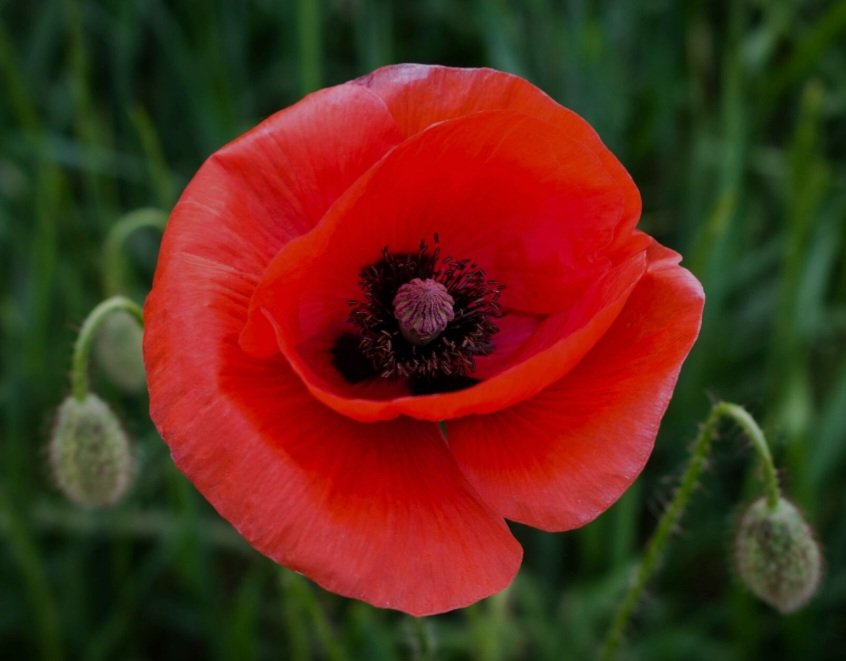 Pedro Pascal is all of my favourite flowers in my garden, a thread:

1) Poppy