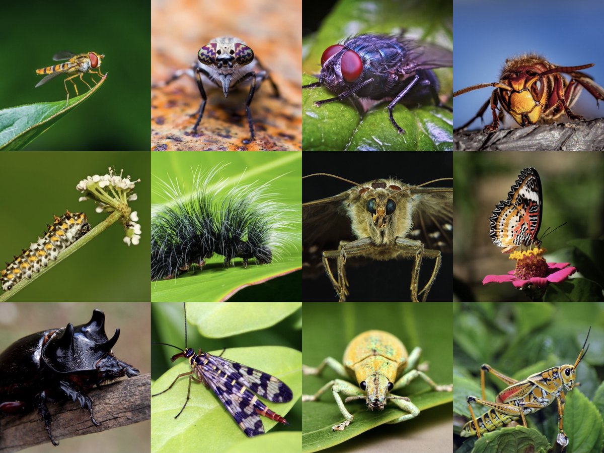 Insects account for an estimated 75% of animal life on Earth and are an invaluable and integral part of all life on our planet. 🐝🐛🦋🐞🐜🪰🪲🪳🦟🦗🕷️ Let’s appreciate and protect insects #ForNature and for ourselves.