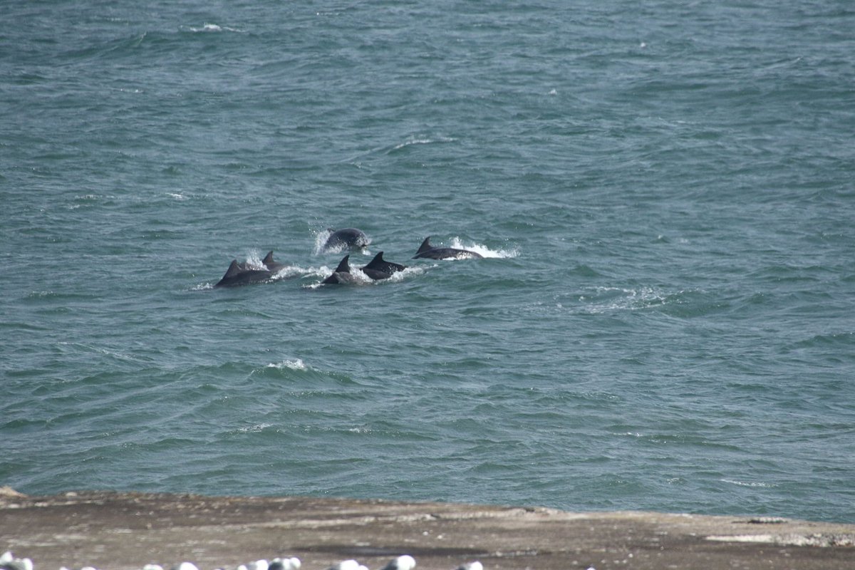 walterjsinnes's tweet image. #uninterrupted = lots of this! @WildlifeOWindow @Dolphinsighting @BBCSpringwatch