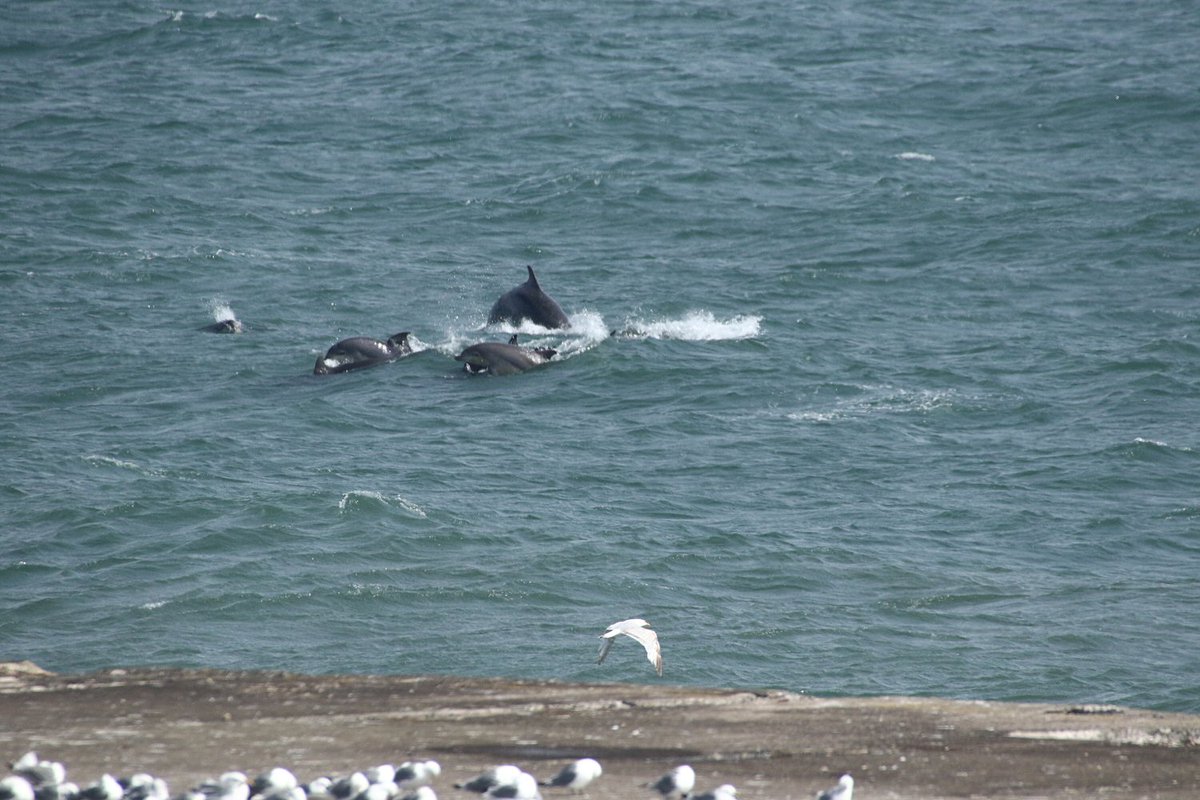 walterjsinnes's tweet image. #uninterrupted = lots of this! @WildlifeOWindow @Dolphinsighting @BBCSpringwatch